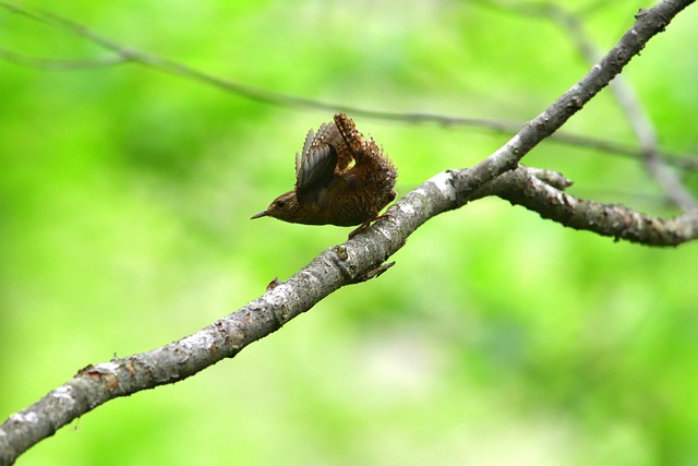 Mesh feeder with wrens and mealworms
