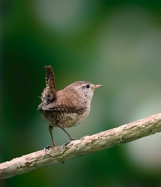 Mesh feeder with wrens and mealworms