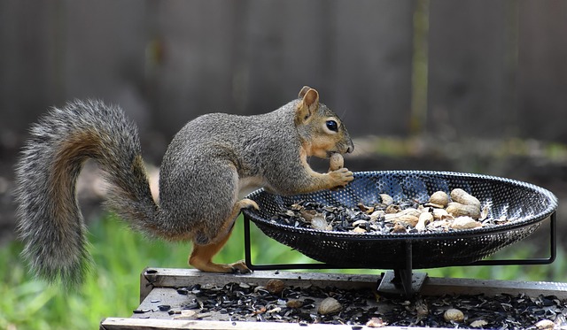 Metal cage preventing squirrels eating seeds