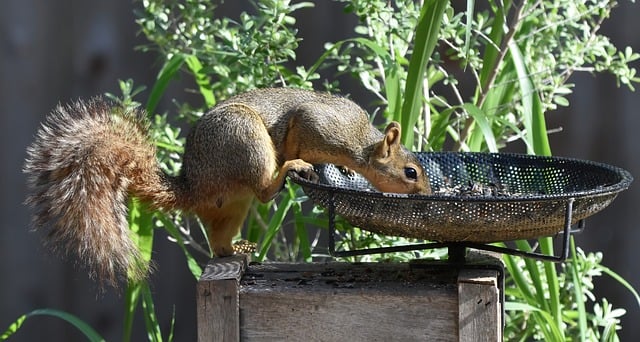 Metal squirrel-proof bird feeder in garden