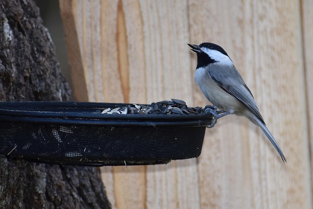 Metal squirrel-proof bird feeder in garden