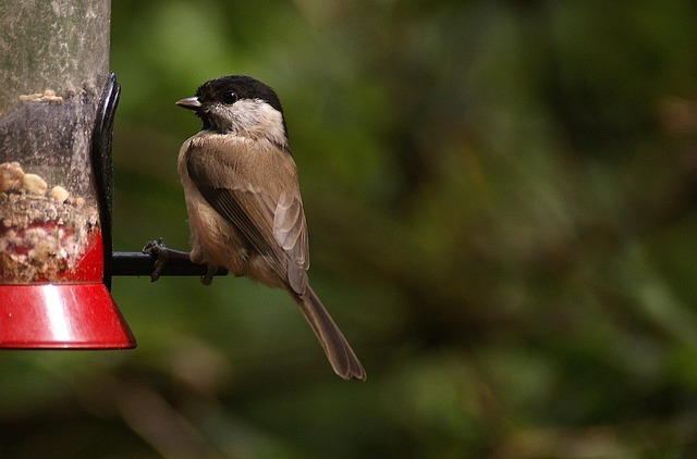 Minimalist feeding station for small birds