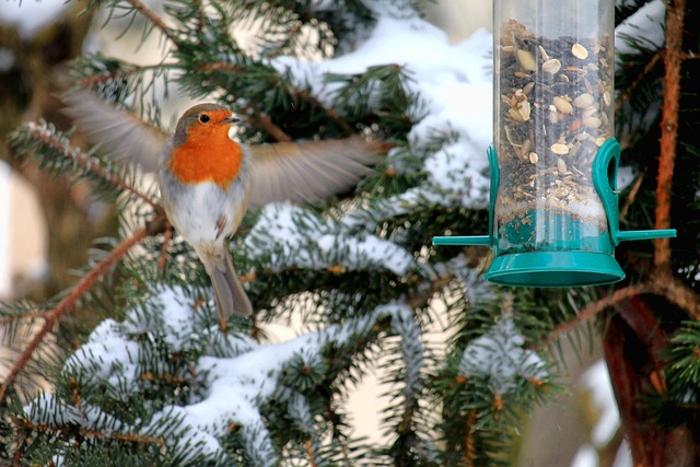 Mixed bird feed with added mealworms
