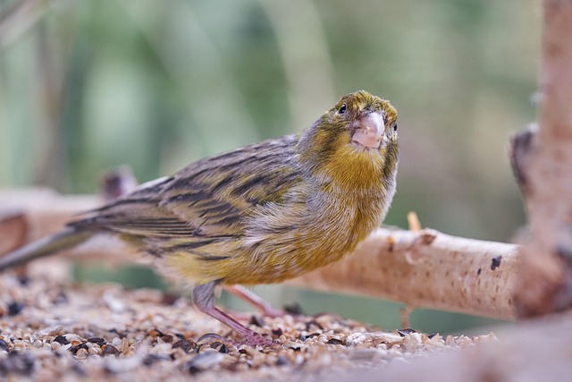 Mixed bird feed with added mealworms