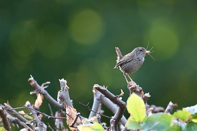 Mixed bird feed with added mealworms