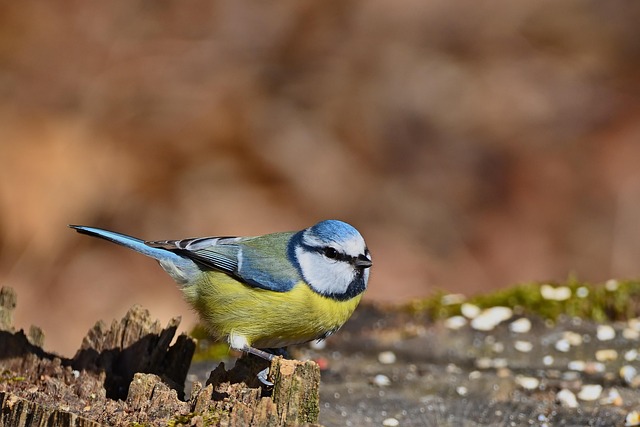 Mixed bird feed with added mealworms