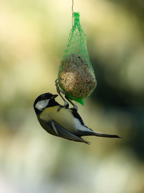 Mixed garden birds eating from peanut feeder