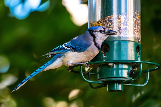 Mixed garden birds eating from peanut feeder
