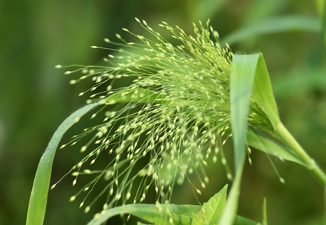 Mixed seed blend with millet and maize