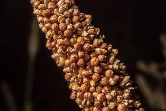 Mixed seed blend with millet and maize