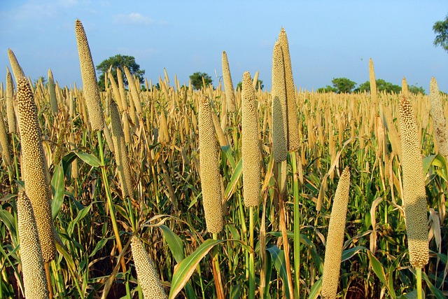 Mixed seed blend with millet and maize