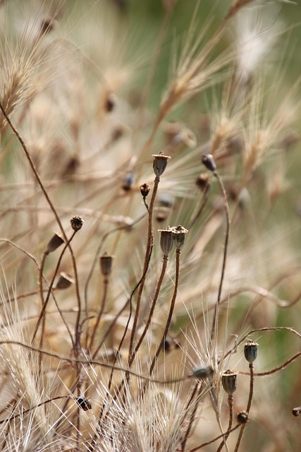 Mixed seed in shallow tray for finches
