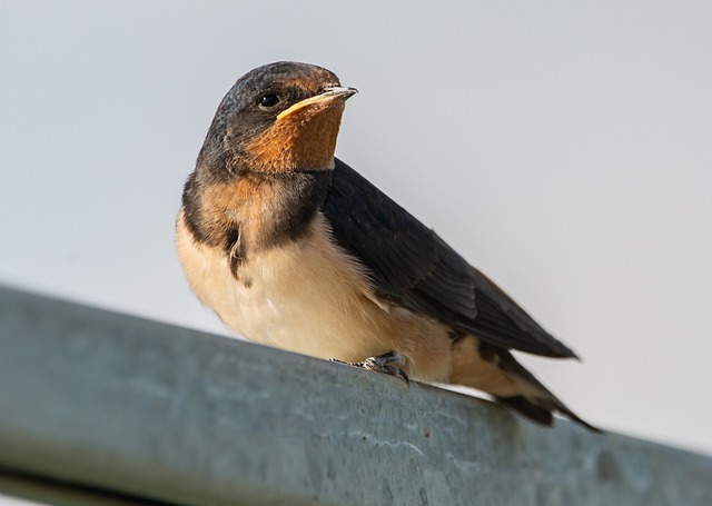 Mixed seeds on a wooden bird table