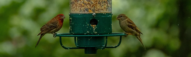 Mixed seeds spilling from garden feeder