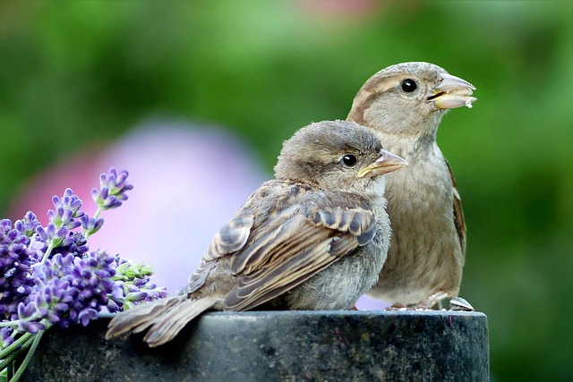 Multi-level bird feeding station in garden