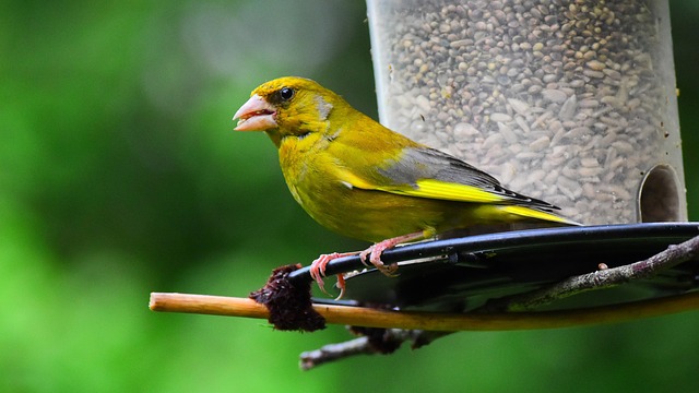 Multi-level bird feeding station in garden