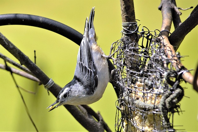 Multiple birds perched on suet feeder