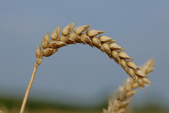 Natural bird food excluding wheat grains
