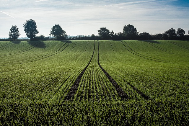 Natural bird food excluding wheat grains