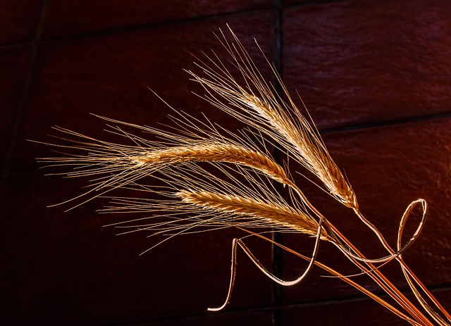 Natural bird seed without wheat grains
