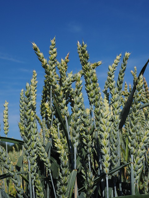 Natural bird seed without wheat grains