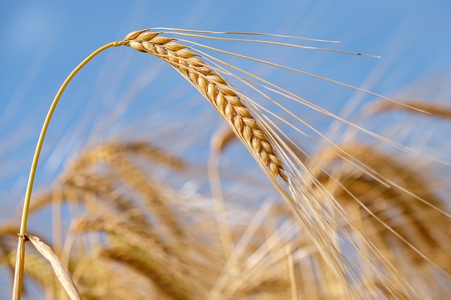 Natural bird seed without wheat grains