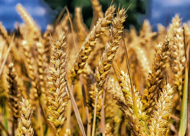 Natural bird seed without wheat grains