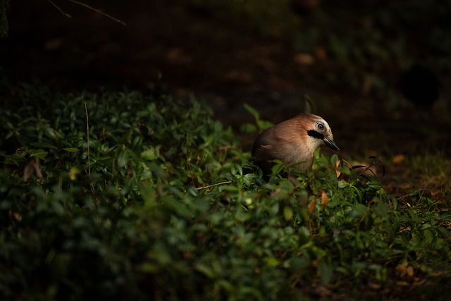 Natural ground feeding station for birds
