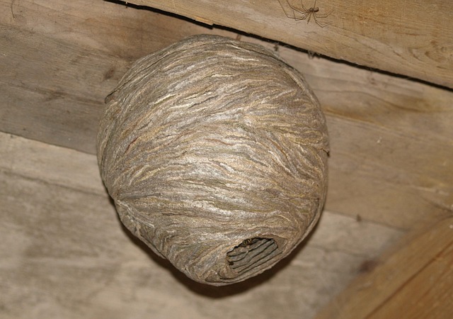 Nest box with entrance hole close-up