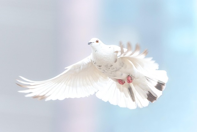 Nesting birds fed soft insects
