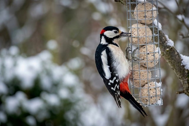 Nesting birds feeding on suet pellets