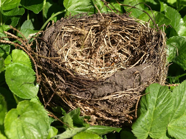 Nesting material scattered on ground