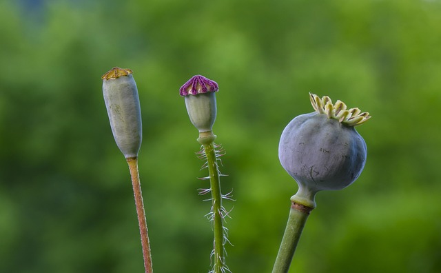 Niger seed in a plastic scoop
