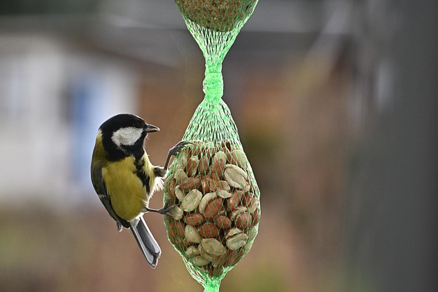 Boost Bird Feeder Health: Buy Natural Suet Pellets Today