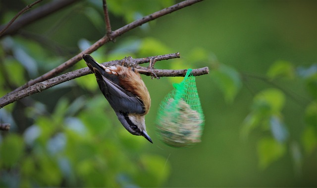 Unveiling Birds That Love Suet Pellets Most