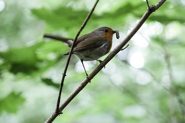 Feed Garden Birds Safely with Top Quality Peanuts