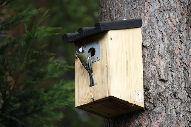 Unleashing Energy: Best Suet Pellets for Robins and Tits
