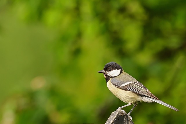 Attract Birds: High-Energy Peanuts Strategically Dispersed in Garden