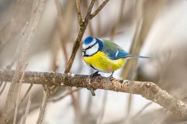 Sunflower Hearts: Nature's Gift for Small Birds' Health
