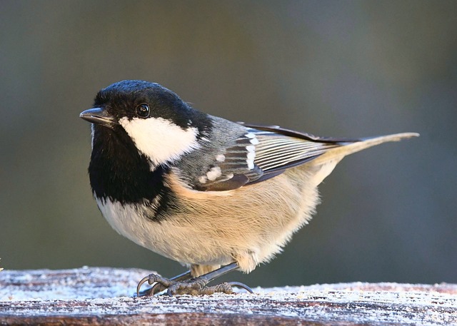 Uncover Cheap Bird Peanuts: Top Retailers &amp; Strategies
