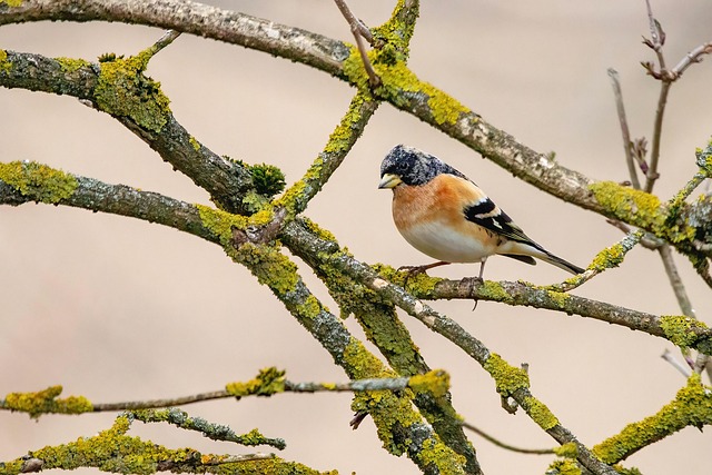Unlocking Best Price Bird Food UK Deals Seasonally