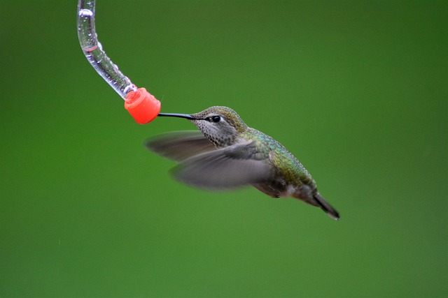 Buying Peanuts UK: Feed Birds Effectively &amp; Choose Quality