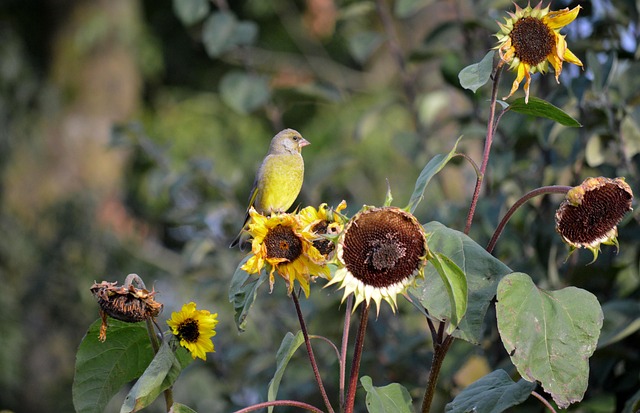 Guide to Buying Sunflower Hearts for Birds Online