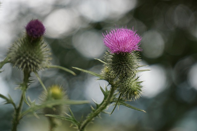 Unveiling Britain's Avian Treasures: Bird Facts &amp; Conservation