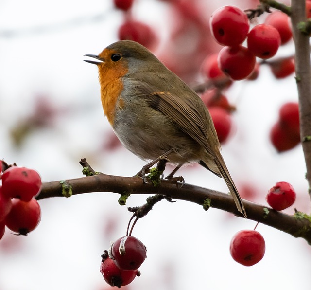 When UK Birds End Nesting Cycles Naturally