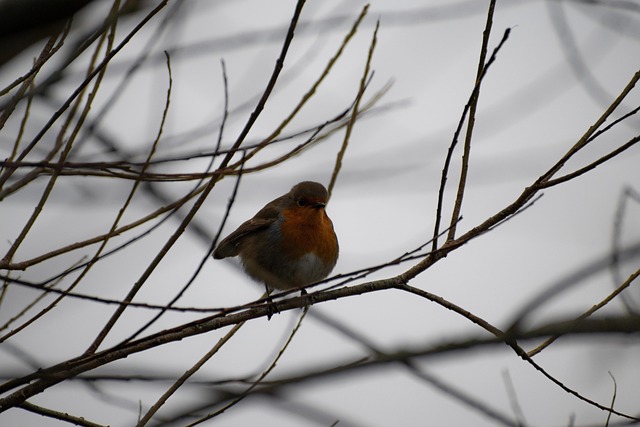 Robins' Short Lifespans: Nature and Human Impact Explained