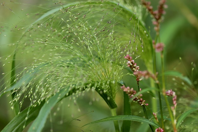 Unveiling Different Types of Wild Bird Seed Nutritional Needs