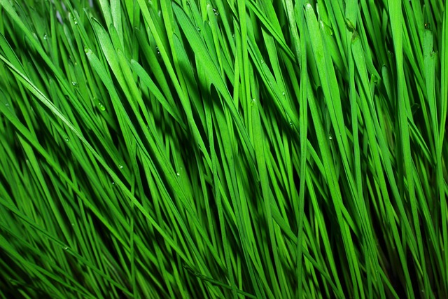 Nourish Birds Naturally: Wheat-Free Food Benefits