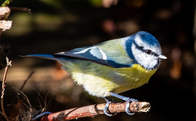 Nurturing Garden Birds: Benefits of Feeding Stations