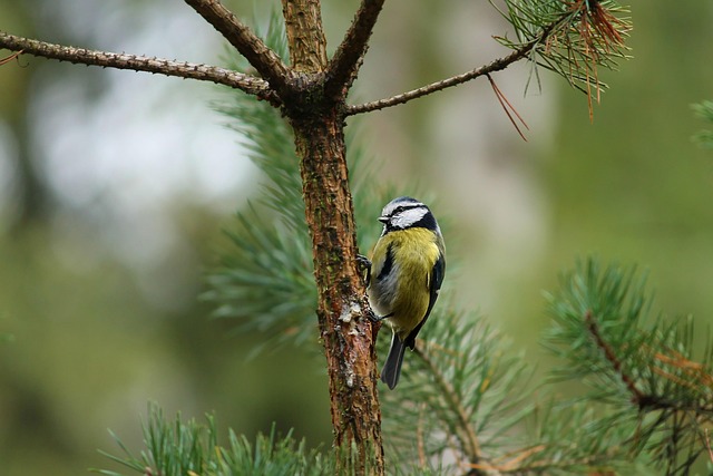 Affordable Small Bird Feeding Stations UK Guide